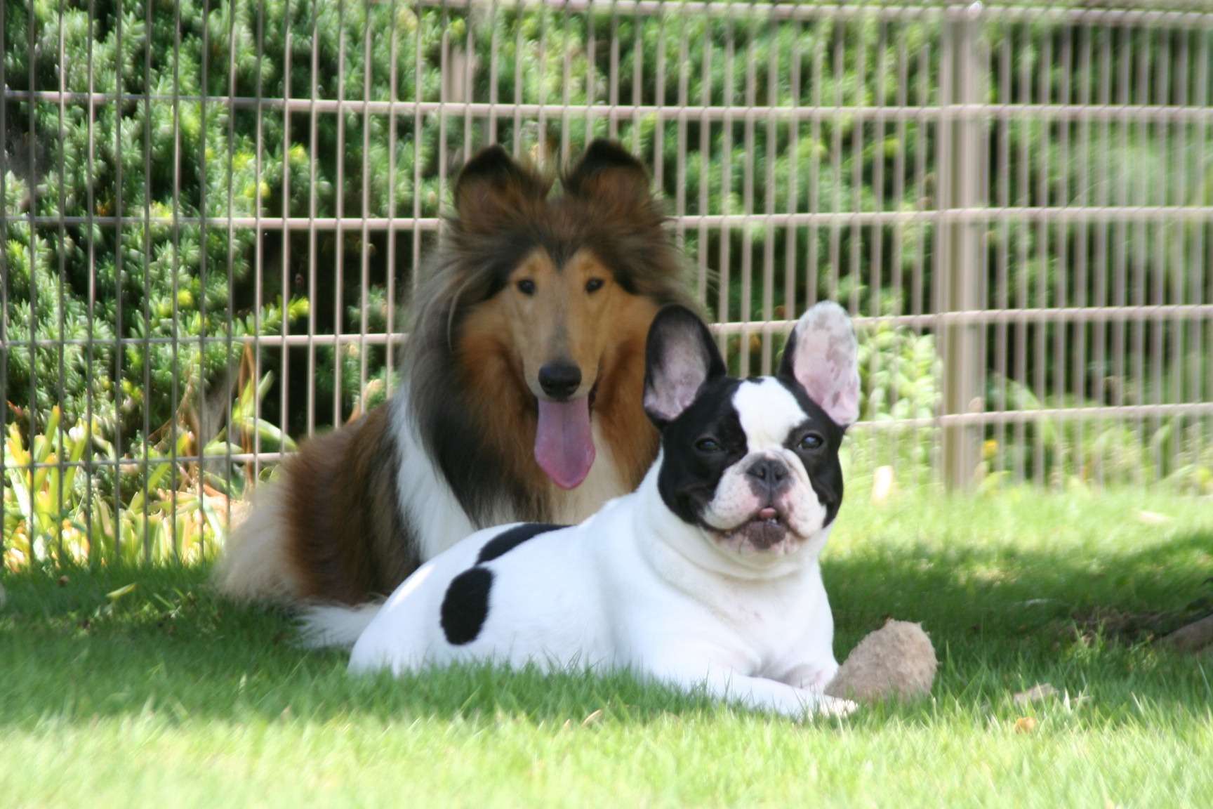 ニーラ&ワカ(コリー)