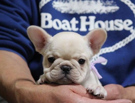 ※ご成約致しました!!フレンチブルドッグ子犬👧紫リボン(クリーム女の子:2025/9/18生)