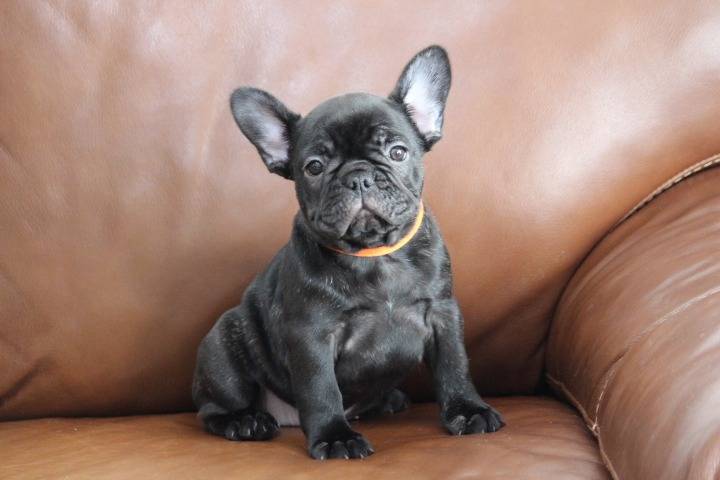 ※ご成約頂きました!!フレンチブルドッグ子犬👧橙リボン(ブリンドル女の子:2025/9/18生)