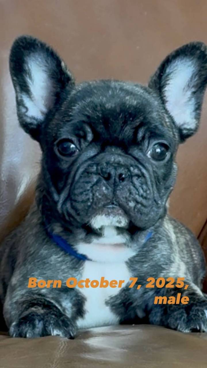 ※ご成約致しました!!フレンチブルドッグ子犬👦青リボン(ブリンドル男の子:2025/10/7生)