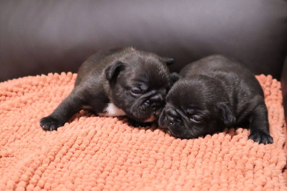 最新☆彡フレンチブルドッグ出産情報🍼(2026年2月)