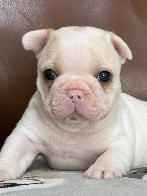 フレンチブルドッグ子犬👦(フォーンパイド男の子:2026/6/19生)